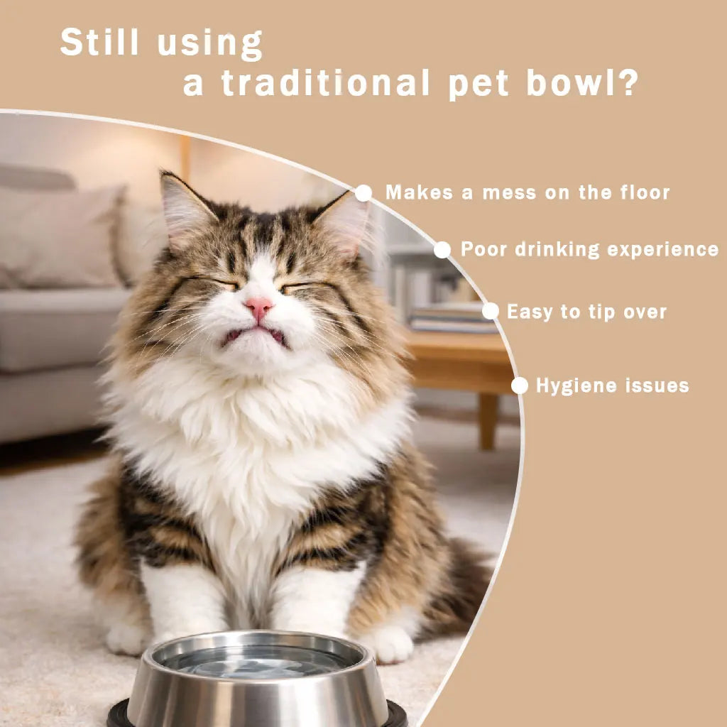 Fluffy cat sitting by a stainless steel bowl next to text listing common problems with traditional pet bowls