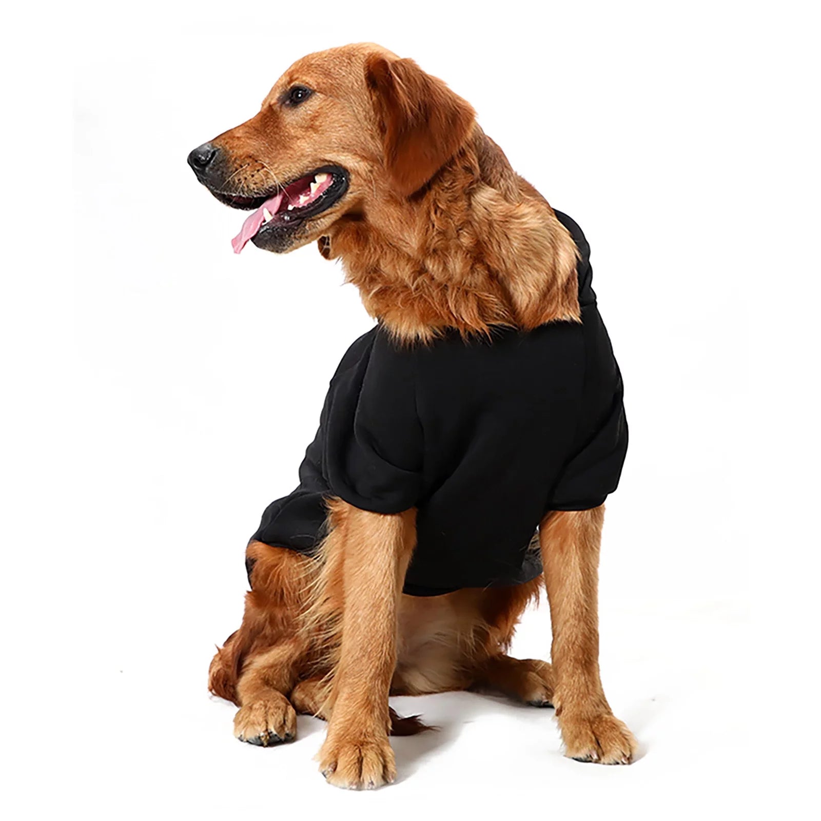 Golden Retriever sitting while wearing a black dog hoodie, viewed at an angle showing the neckline