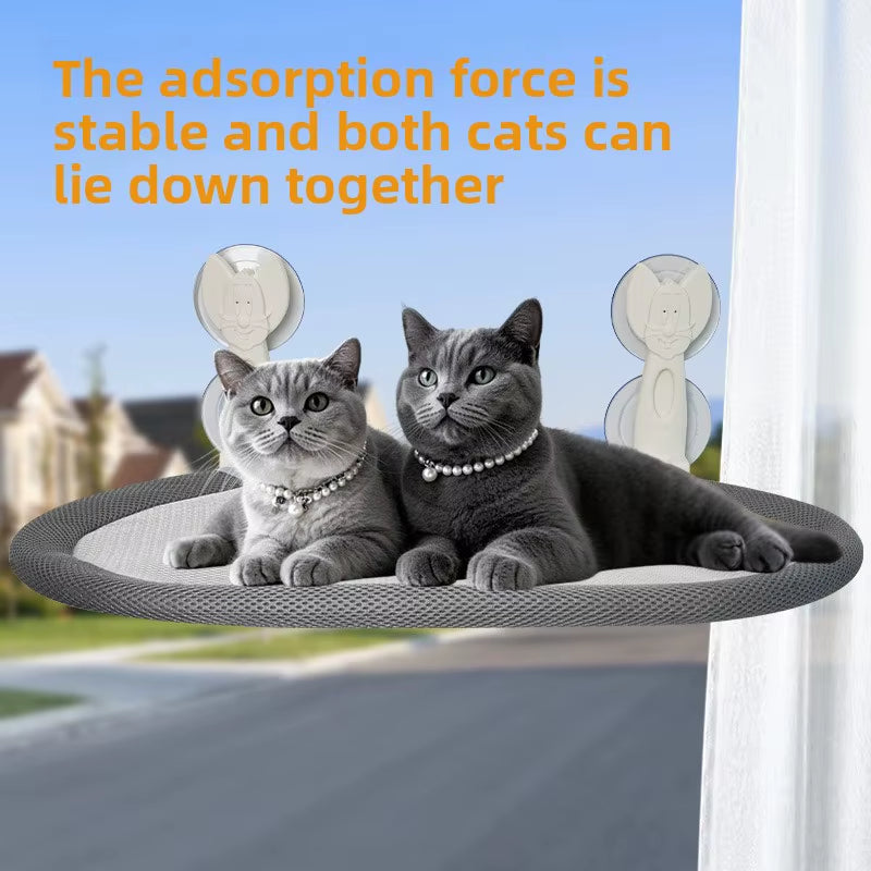 Two grey British Shorthair cats lying together on a grey mesh window-mounted cat perch
