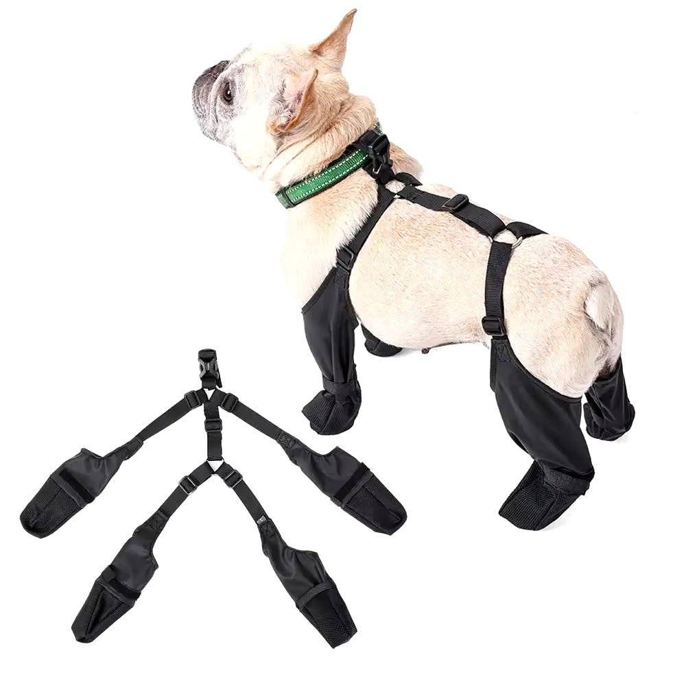 French Bulldog wearing black PawGuard dog boots connected by adjustable straps to a green collar